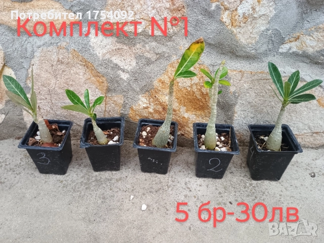 ОФЕРТА! Пустинна роза/ адениум, снимка 1