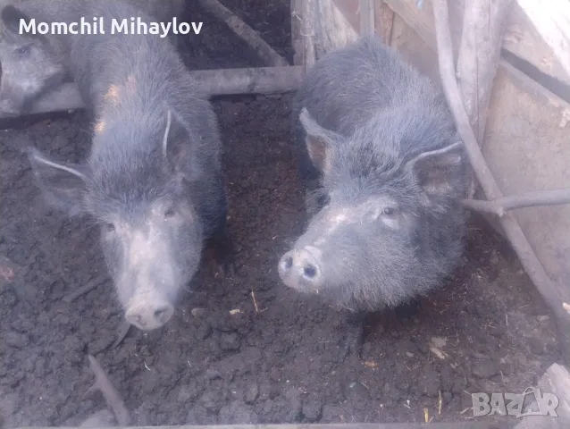 продавам прасе, снимка 1