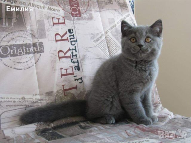 Британско коте женско, снимка 4 - Британска късокосместа - 46450834