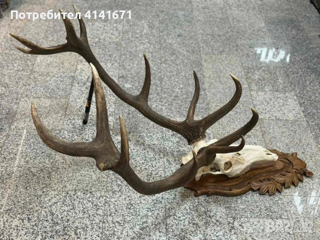 Череп с Рога от Бл.Елен с дърворезба, снимка 3 - Декорация за дома - 53568938