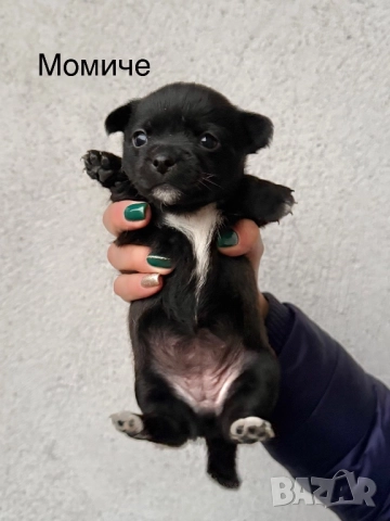 Мини чихупинчери , снимка 6 - Чихуахуа - 52724080