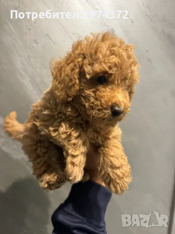 Пудел той/Poodle Toy, снимка 4 - Пудели - 47712303