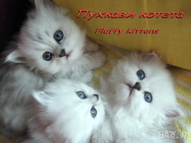 Писмени консултации за котки, котета и котараци, научни статии за публични издания, снимка 10 - Проекти - 49097324