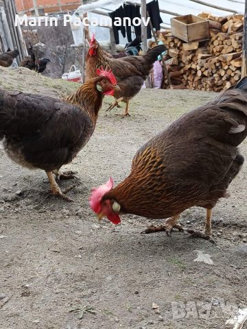 Яйца от Италиански носачки, снимка 1 - Кокошки и пуйки - 46228525