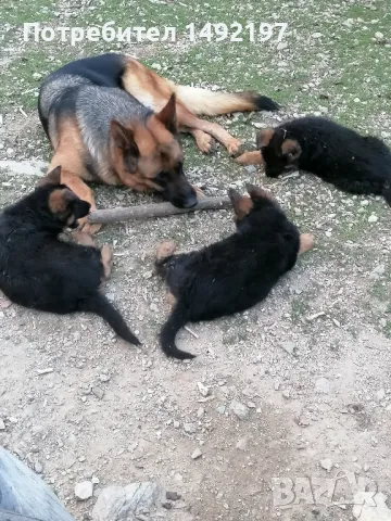 елитни малки немски овчарки , снимка 7 - Немска овчарка - 49776336
