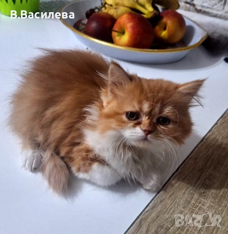Персийски котета, снимка 4 - Персийска - 53958055