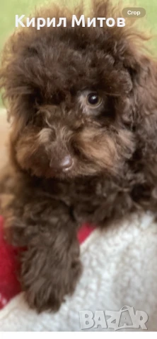 мини пудел момче и момиче, снимка 1
