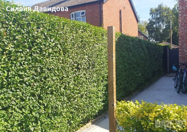 Лигуструм за жив плет на гол корен , снимка 12 - Градински цветя и растения - 53716248