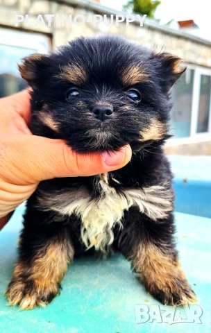 Дългокосместо мини чихуахуа