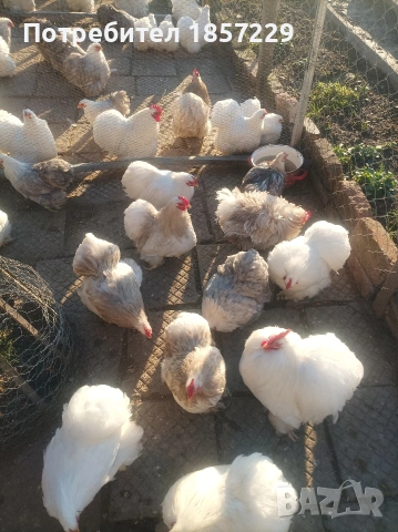 мини кохин кокошки , снимка 9 - други­ - 53816235