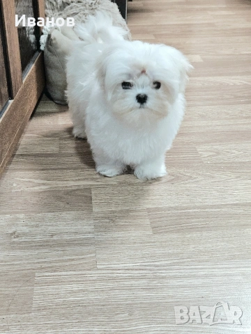 Малтийска болонка , снимка 4 - Болонка - 53599062