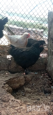 пилета на различна възраст , снимка 4 - Кокошки и пуйки - 53732725