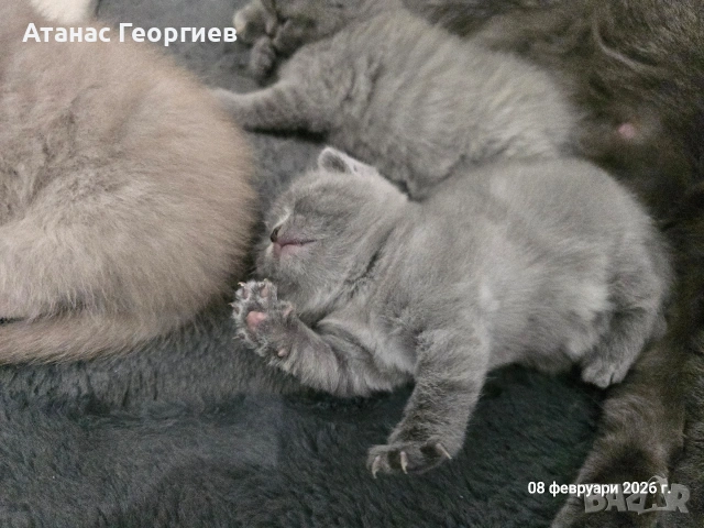 Британски късокосмести чистокръвни котенца. , снимка 11 - Британска късокосместа - 53451104