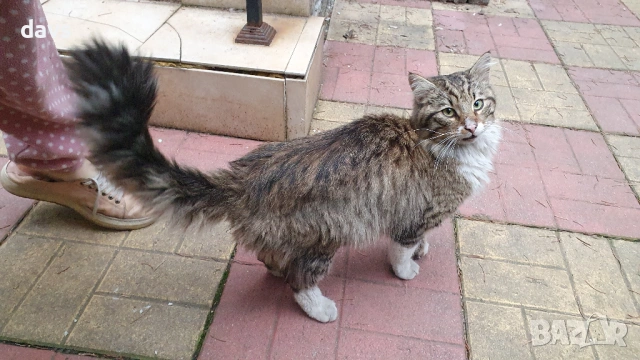 Красавец търси приемен / постоянен дом, снимка 13 - Други - 53488361