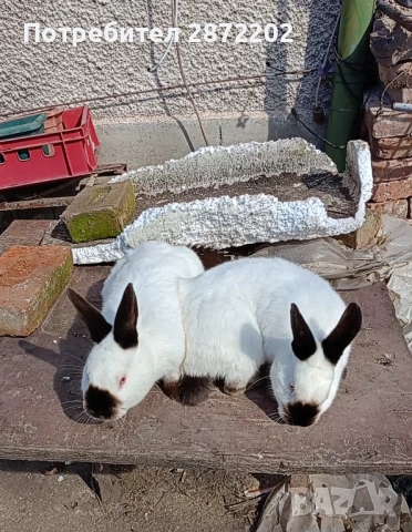 Калифорнийски зайци заек, снимка 2 - Други - 53678698