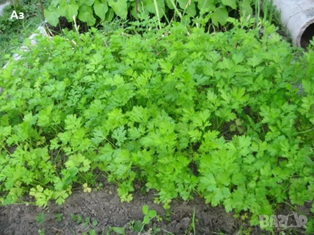 Продавам семена на български Магданоз, реколта 2025 г., снимка 5 - Разсади - 51084340