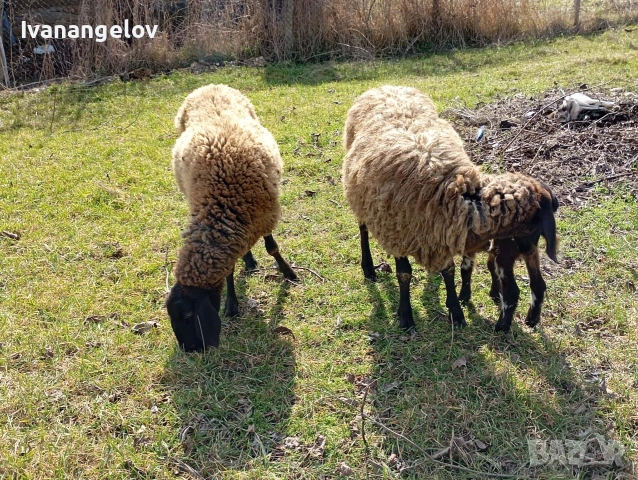 плевенски овце хубави , снимка 5 - Овце - 53807495