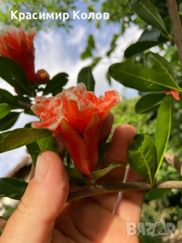 Декоративни видове нарове три цвята, растения, цъфтящи, дръвчета, снимка 14 - Градински цветя и растения - 53823765