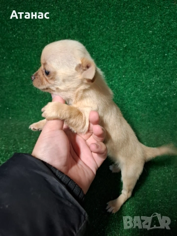 Чихупинчер , снимка 3 - Чихуахуа - 54167798