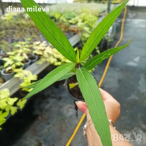 Руелия, Мексиканска петуния,Ruellia Purple Mexican Petunia!!!, снимка 11 - Градински цветя и растения - 47058014