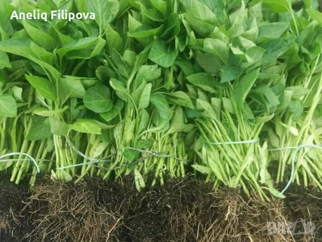 Продавам разсад за Пипер и Домати , снимка 3 - Разсади - 53193867