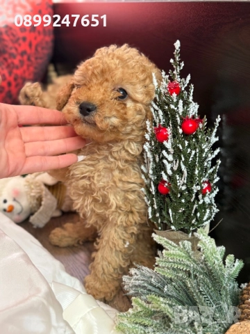 Пудел той момченце , снимка 4 - Пудели - 52853174