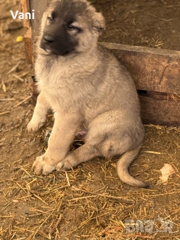 Кангал /Кангалчета, малки , снимка 4 - Кангал - 53493206