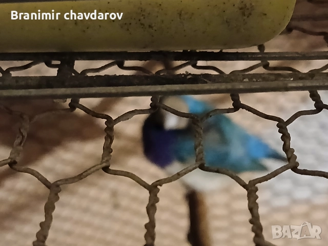 продавам амадини гулдови папагалови диямантени , снимка 3 - Амадини - 52564502