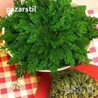 Йерихонска роза , снимка 2 - Градински цветя и растения - 52598276