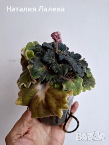 Сентполия, получини АВ-Поющие Пески, снимка 2 - Стайни растения - 53095058