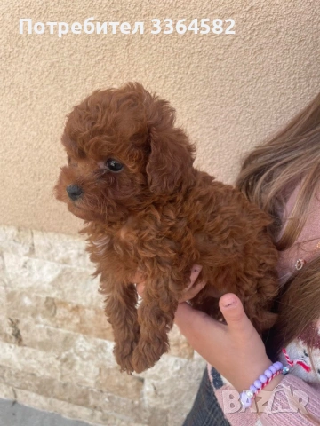 Мини пудел, снимка 3 - Пудели - 53726403
