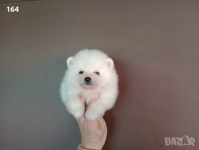 Бели Померани. Снимки 12.04.26, снимка 4 - Померан - 54106318