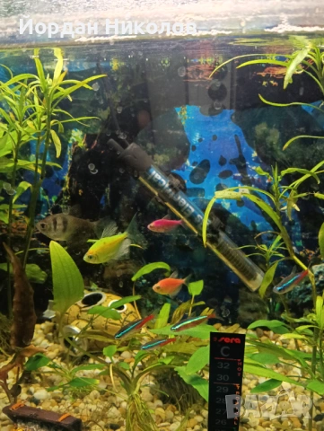 Рибки тернеции 6 броя, снимка 2 - Рибки - 53256445