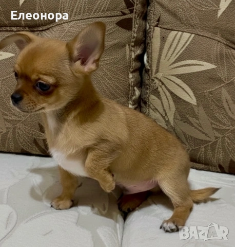 Уникално Мини Момченце Чихуахуа, снимка 2 - Чихуахуа - 53066028