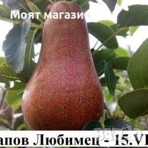 Круши специална селекция, снимка 5 - Градински цветя и растения - 53618931