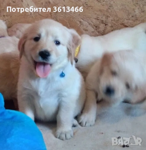 Чистокръвни Голдън ретривър мъжки и женски мъжки и женски, снимка 2 - Голдън ретривър - 53374947