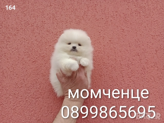 Бели миниатюрни минита. Померани. Реални снимки ! Миниатюрни !!!