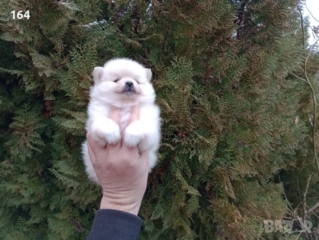 Женски Померанчета. Реални снимки от 10.02.26 г. , снимка 5 - Померан - 53431802