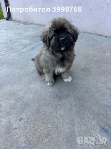 Кавказка овчарка, снимка 3 - Кавказка овчарка - 53921804