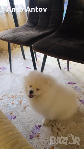 Померан женско