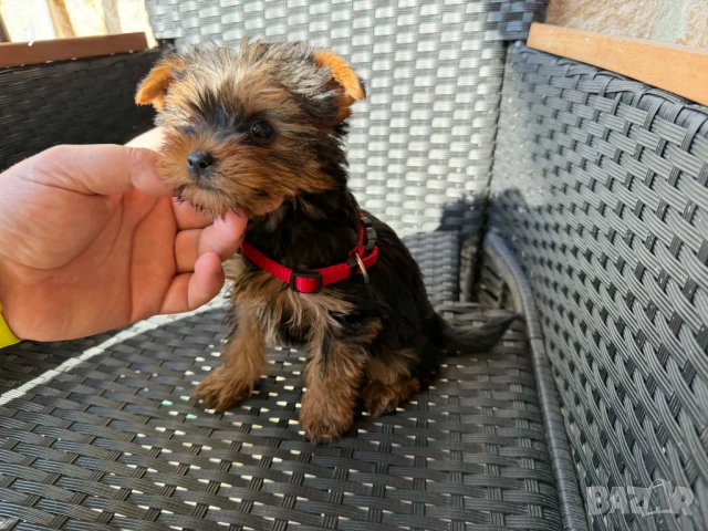 Йоркширски териер Актуално от 16.3.2026, снимка 3 - Йоркширски териер - 53682990