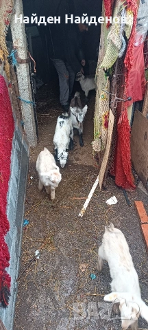 кози с ярета .козлета, снимка 2 - Кози - 54073782