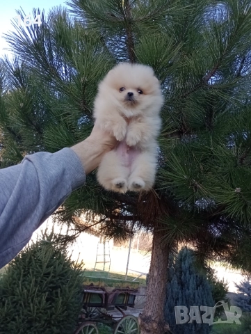 Мини момченце.Померан. Реални снимки от 29.12.25 г. , снимка 8 - Померан - 52885649