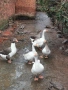 Продавам домашни патки стават и за клане и за гледане , снимка 3