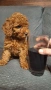 пуделчета той/ момче и момиче/toy poodle, снимка 12