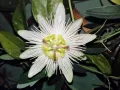 Пасифлора - Passiflora   Налични 4 вида , снимка 6