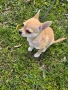 Чихуахуа момиче, снимка 1