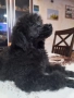 Мини пудел, снимка 9