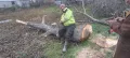Рязане на опасни дървета , снимка 3