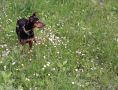 Женско куче пинчер, снимка 1 - Пинчер - 45570110